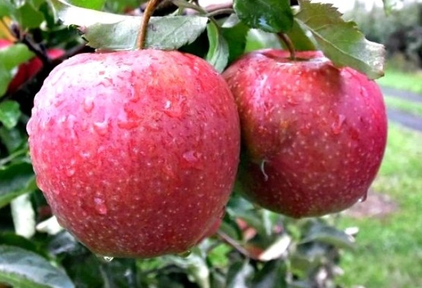 Jabłka Cortland