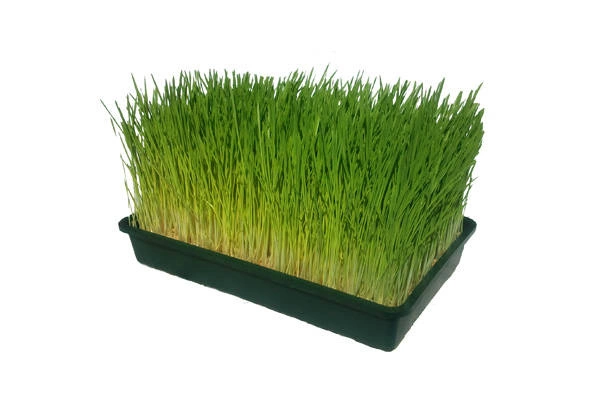 trawa pszeniczna w domowej uprawie w tackach