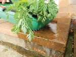 Garland Trug koszyk na warzywa z otworami, 56 x 31 x 12 cm