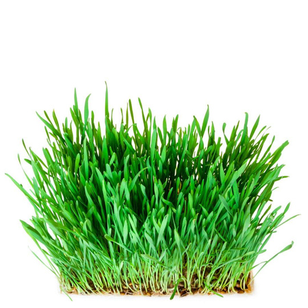 Ekologiczna trawa pszeniczna na sok / Pszenica BIO
