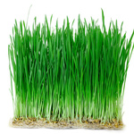 Ekologiczna trawa pszeniczna na sok / Pszenica BIO