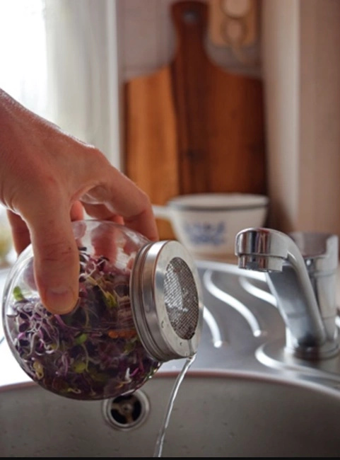 Kiełkownica słoikowa 400 ml - Semini