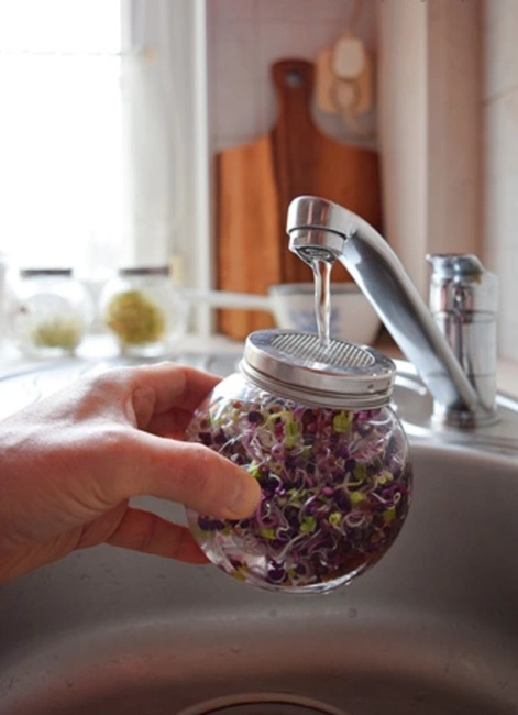 Kiełkownica słoikowa 400 ml - Semini