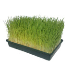 Taca / kuweta XL wielokrotnego z otworami Garland